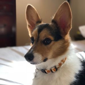 MAKE ME AN OFFER! says Callie the corgi